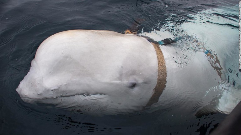 ノルウェー沖で、カメラを装着したベルトを巻かれたシロイルカが見つかった/Jorgen Ree Wiig, Norwegian Directorate of Fisheries/Sea Surveillance Service