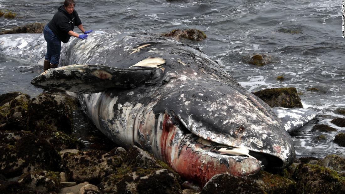 Cnn Co Jp 漂着したクジラの死骸が１０頭に 専門家が原因調査 米サンフランシスコ