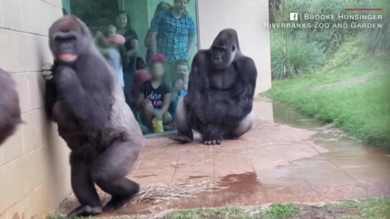 Cnn Co Jp 雨を避けて小走り ゴリラのユーモラスな動きが話題に 米動物園