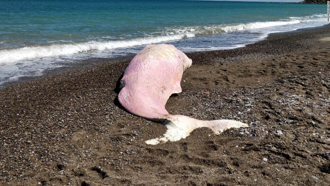 Cnn Co Jp シチリアにクジラの死骸漂着 プラスチックで胃が詰まる 1 2