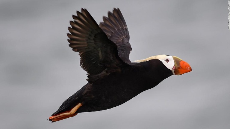 海鳥のエトピリカが大量死しているとの調査結果が発表された/Yuri Smityuk\TASS via Getty Images