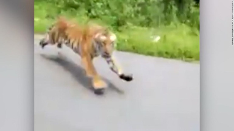 道路を走行中のオートバイにトラが突進する動画が拡散/Obtained by Forests and Wildlife Protection Society