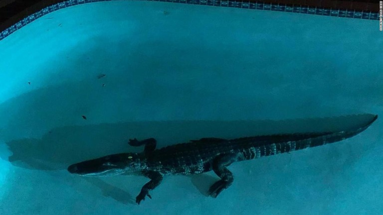 Cnn Co Jp 民家のプールにワニが迷い込む 体長２メートル超 米フロリダ州