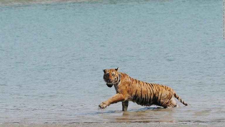 インドのトラ生息数が３０００頭近くまで回復した/DESHAKALYAN CHOWDHURY/AFP/AFP/Getty Images