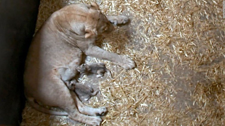Cnn Co Jp 出産３日後の母ライオン 生まれた子ども２匹を食べる 独動物園