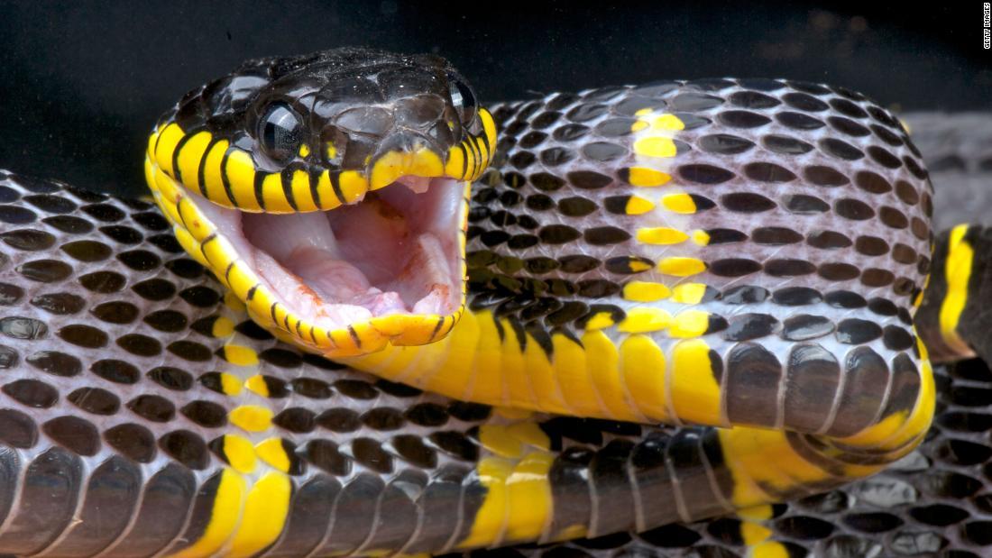 Cnn Co Jp 米ｎｙ動物園 毒ヘビが脱走も 人間に危害与えない