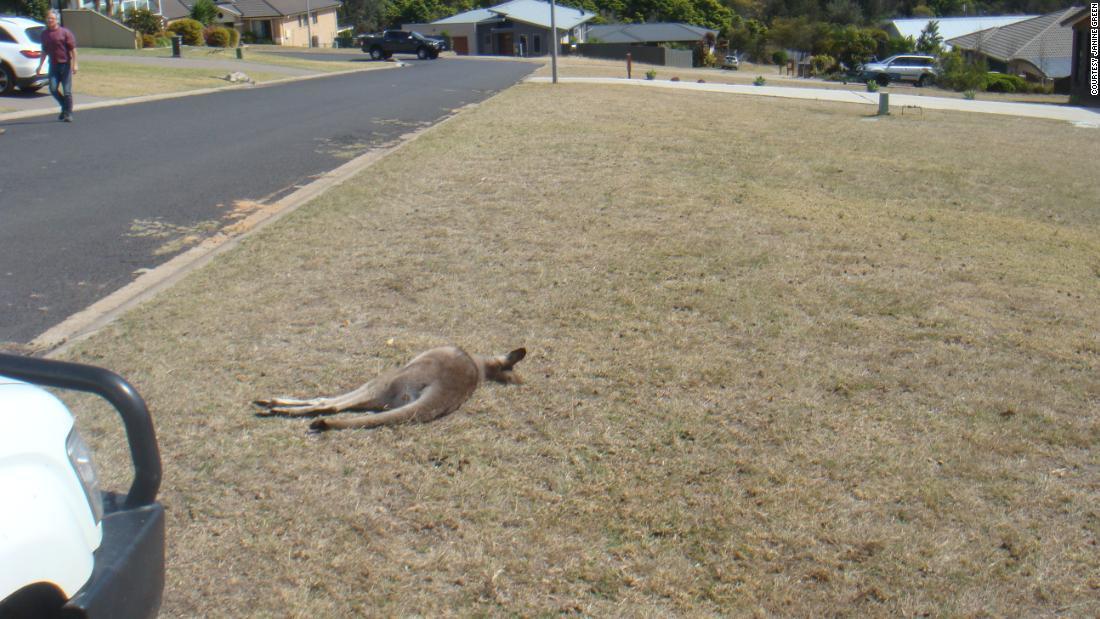 Cnn Co Jp 海岸の町にカンガルー２０匹の死骸 ひき逃げか オーストラリア