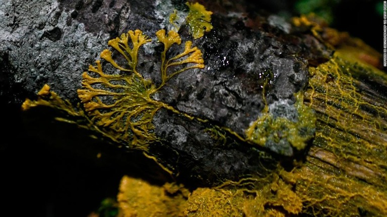 動植物にも菌類にも属さない異色の生命体「モジホコリ」がフランスで公開される/STEPHANE DE SAKUTIN/AFP/AFP via Getty Images