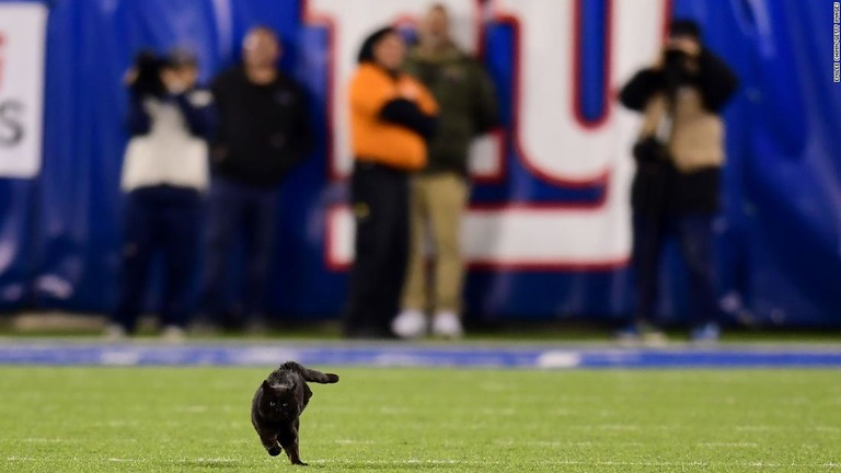 フットボールの試合中に乱入した猫/Emilee Chinn/Getty Images