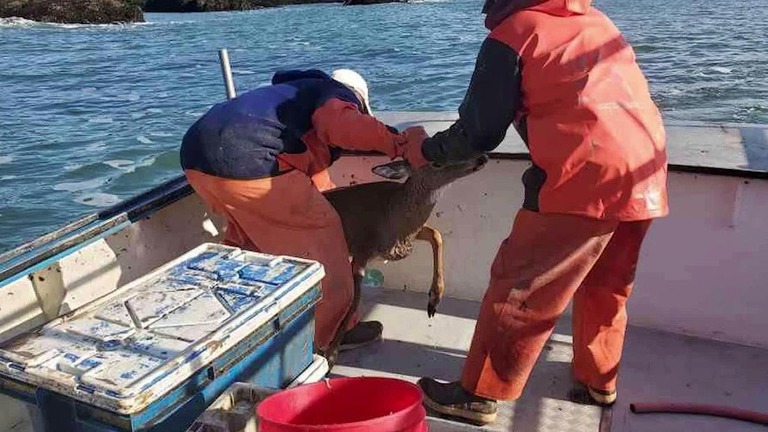 海で漂流していた若いシカを漁師たちが救助