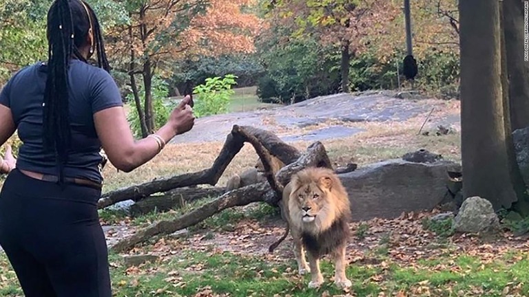 ブロンクス動物園で９月、ライオンの囲いに入って踊るなどした女が逮捕された/From @realsobrino/Instagram