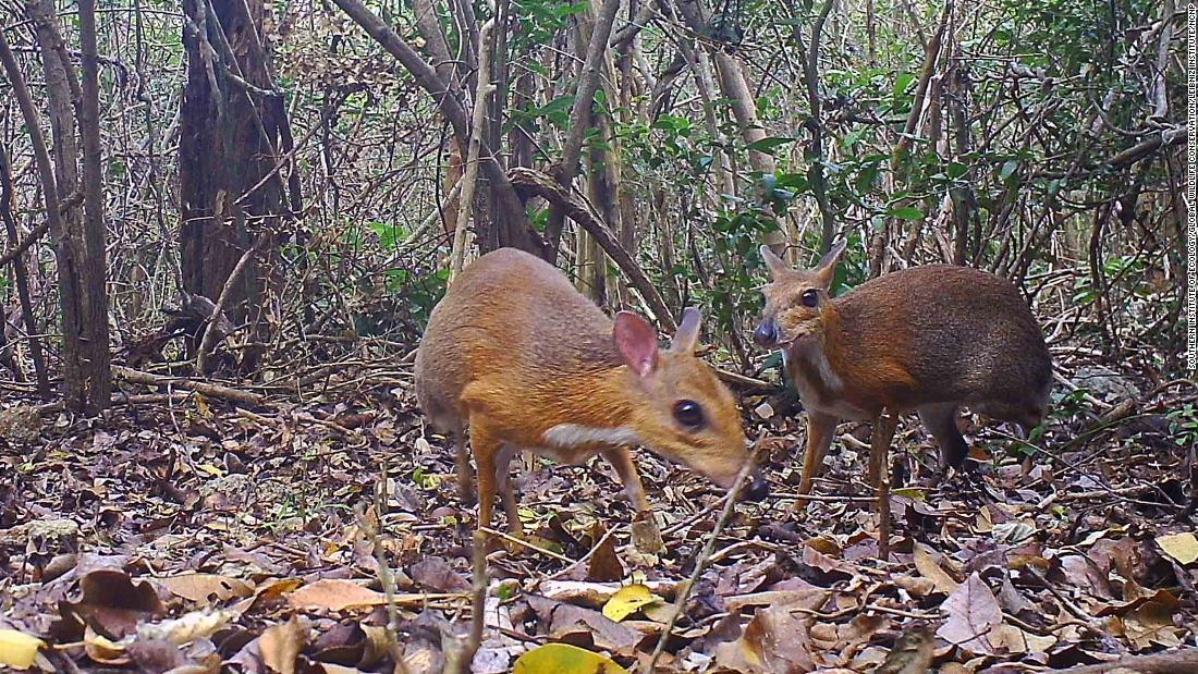 Cnn Co Jp マメジカ希少種 ベトナムで３０年ぶりに発見 絶滅危惧された有蹄類