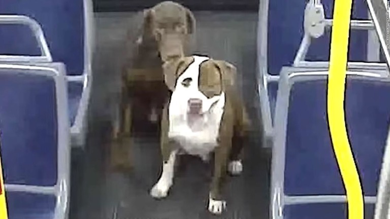 Cnn Co Jp 深夜の路線バスで迷い犬保護 飼い主と無事再会 米ミルウォーキー