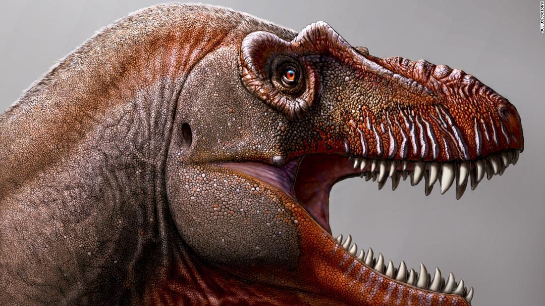 ティラノサウルスの近縁を新たに発見、北米で最古級 カナダ - CNN.co.jp