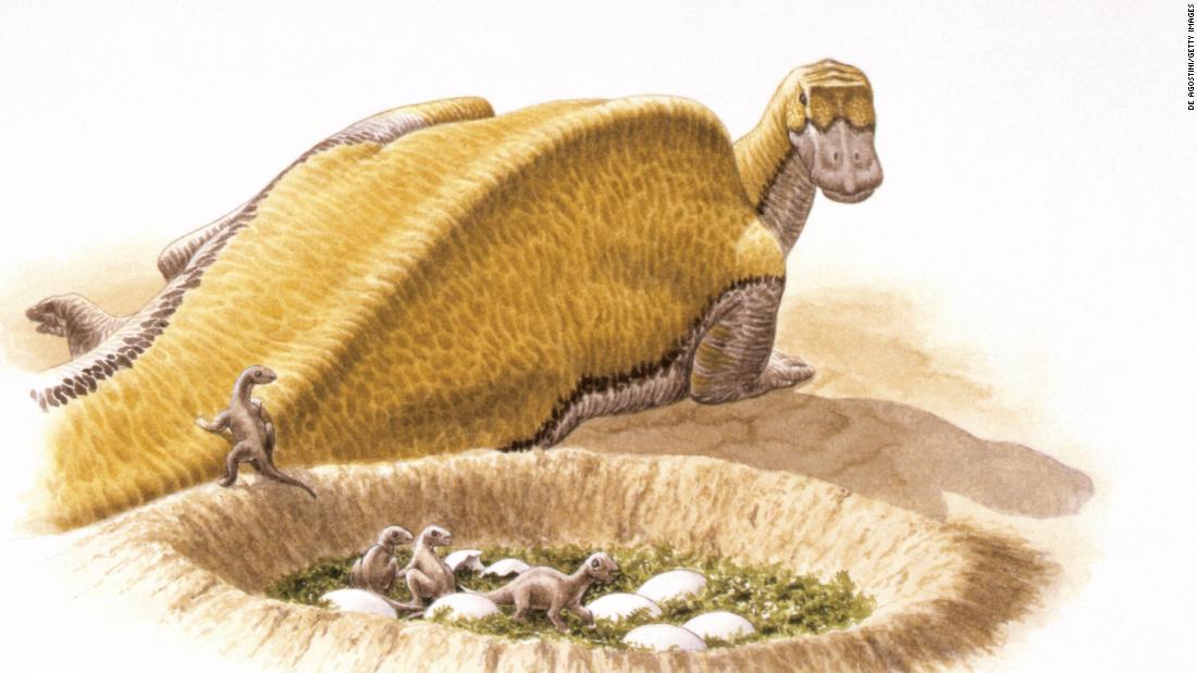 Cnn Co Jp 恐竜に流れる血は温かかった 爬虫類説に異論 米研究