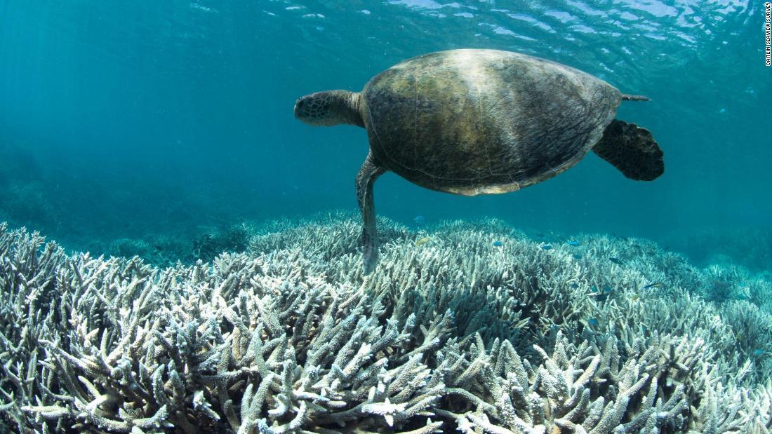 Cnn Co Jp 世界中のサンゴ礁 ２１００年までにほぼ全滅の恐れ 最大要因は気候変動