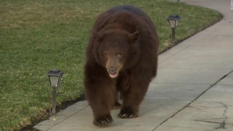 米ロサンゼルスの街中を大きなクマが歩き回る出来事があった