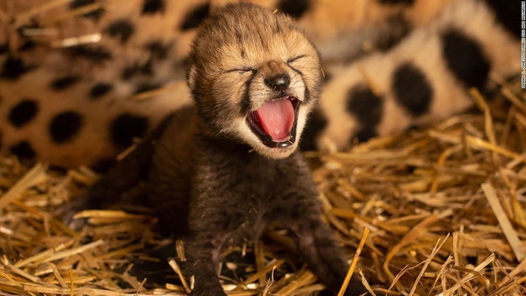 米国の動物園で、体外受精と代理出産により双子のチーターが誕生した/Grahm S. Jones/Columbus Zoo and Aquarium