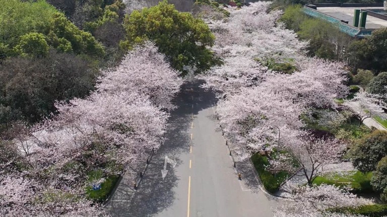 人気のない封鎖中の武漢で、名所の桜が満開を迎えた/Li Hao