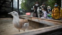 再開した北京動物園を訪れた人たち＝２５日