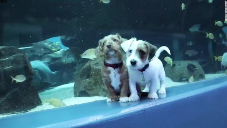 水族館を探検する２匹の子犬/Atlanta Humane Society