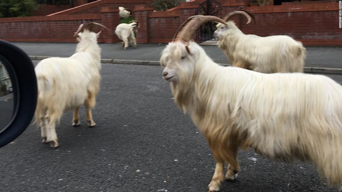 Cnn Co Jp 新型コロナで外出制限 人影消えた町にヤギの群れ 英ウェールズ
