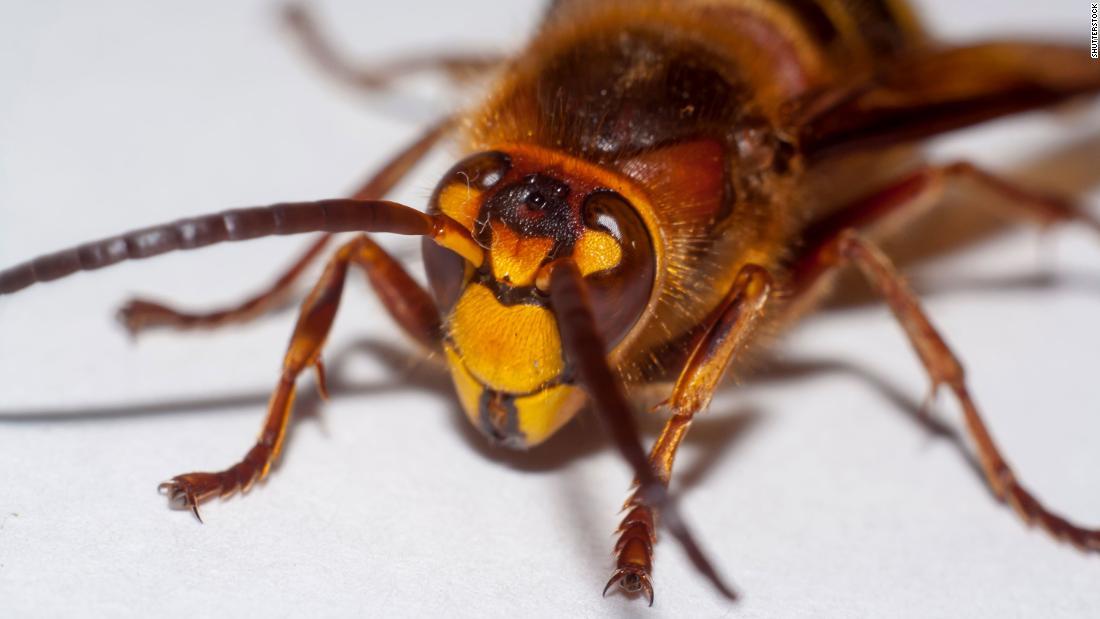Cnn Co Jp 外来種オオスズメバチが米国上陸 ワシントン州警戒強める