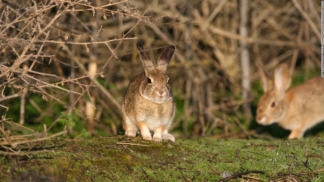 Cnn Co Jp ウサギを襲うウイルス 米西部で相次ぐ感染 生態系脅かす恐れも