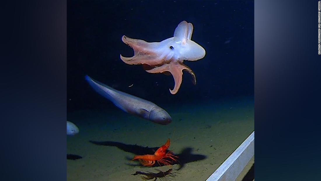 ダンボ耳 のタコ ７０００ｍの海底で見つかる 過去最深記録 Cnn Co Jp