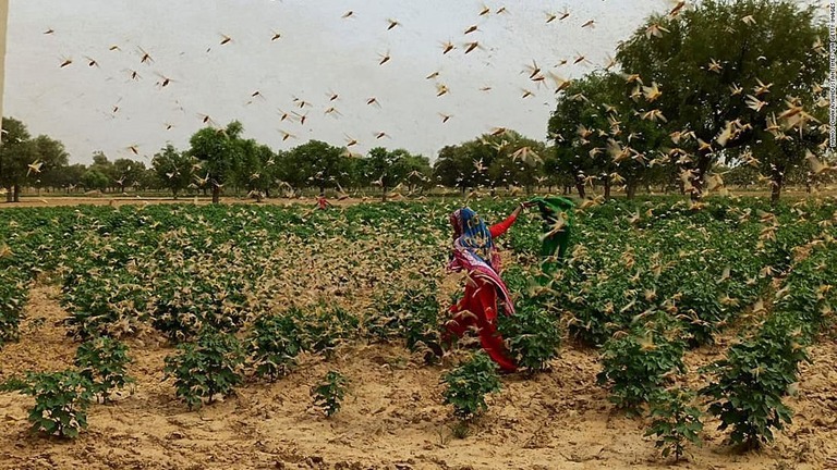 インドは過去数十年で最悪水準のバッタ被害に直面している/Manoj Dhaka/Hindustan Times via Getty Images