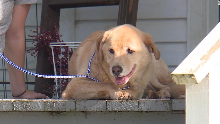 ９０キロ以上離れた飼い主の元の自宅で発見された「クレオ/KMBC