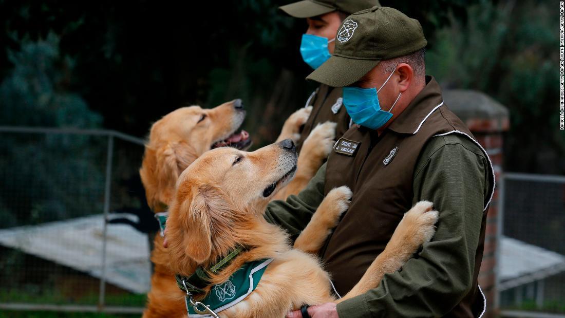 Cnn Co Jp 公共の場に コロナ探知犬 配備へ 経済再開に貢献期待 チリ