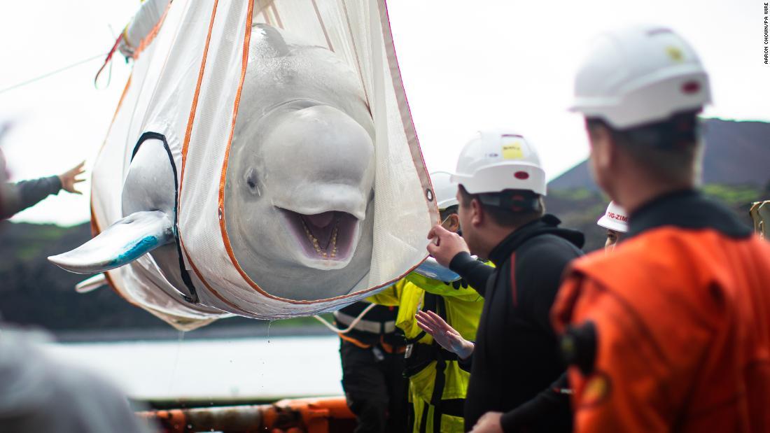 Cnn Co Jp シロイルカの引っ越し大作戦 中国の水族館からアイスランドの保護区へ