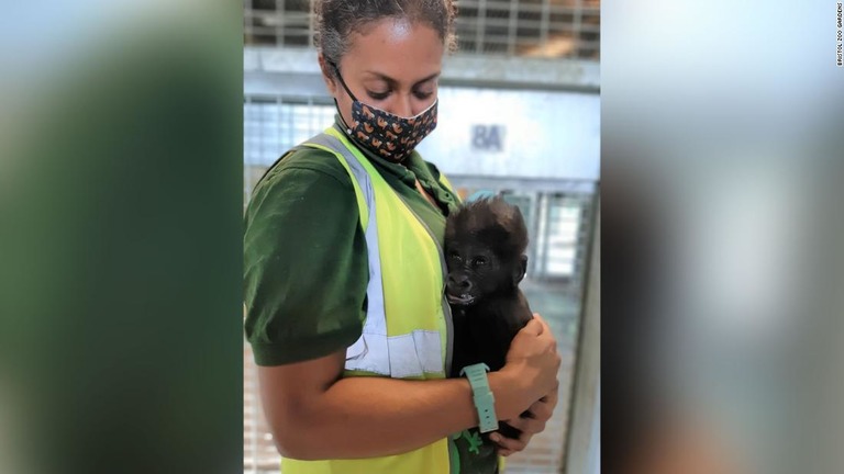 英動物園の飼育員が母ゴリラに代わって赤ちゃんゴリラを育てている/Bristol Zoo Gardens