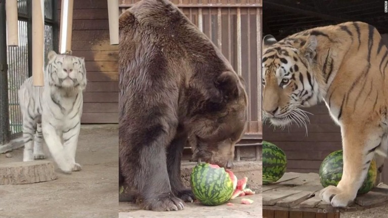 ロシアの動物園のトラやクマが、スイカを使って米大統領選の行方を占った/Reuters