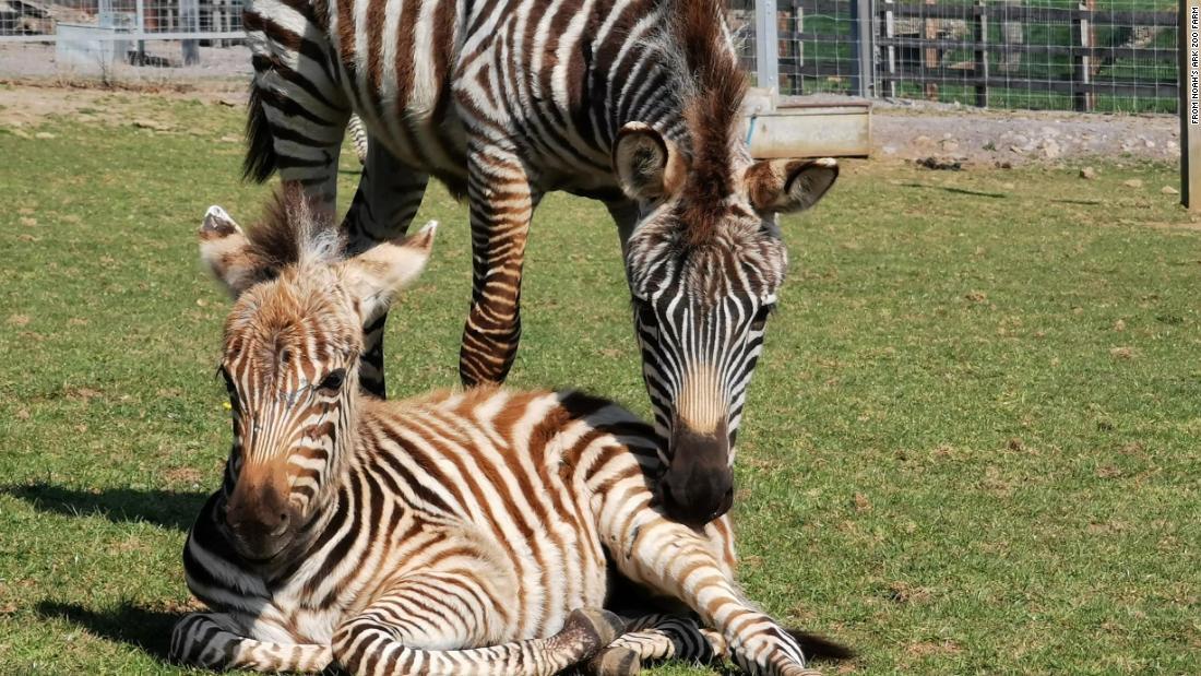 Cnn Co Jp シマウマの赤ちゃん 花火の音が原因で死ぬ 英動物園