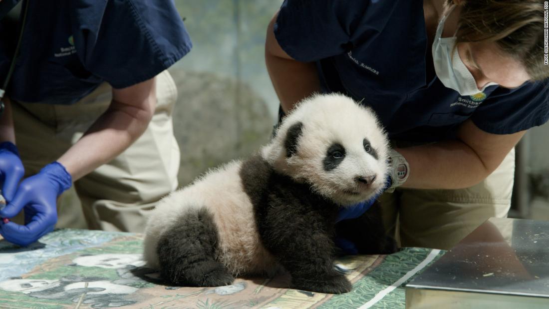 Cnn Co Jp 米国立動物園のパンダの赤ちゃん 小奇跡 と命名