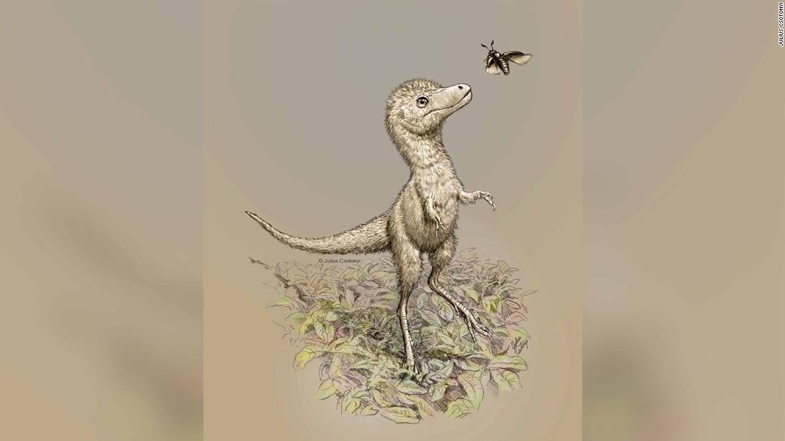 生まれたばかりのティラノサウルス、中型犬ほどの大きさ 胚の化石で