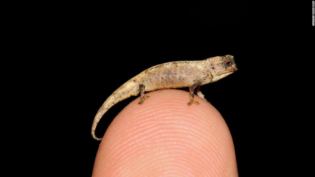 体長約２．５センチ、新種のカメレオン発見 世界最小の爬虫類か - CNN 