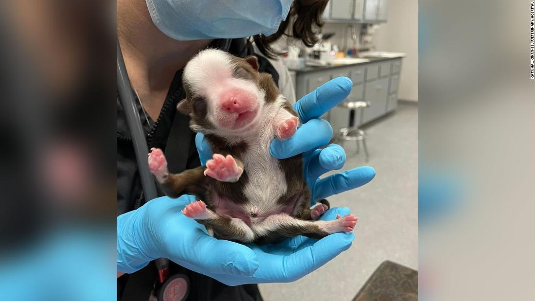 Cnn Co Jp ６本脚の子犬生まれる 奇跡 と獣医師ら 米オクラホマ州