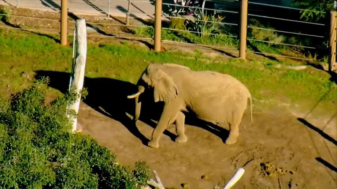 Cnn Co Jp ２歳の娘連れてゾウ舎に侵入 虐待容疑で男を逮捕 米サンディエゴ動物園