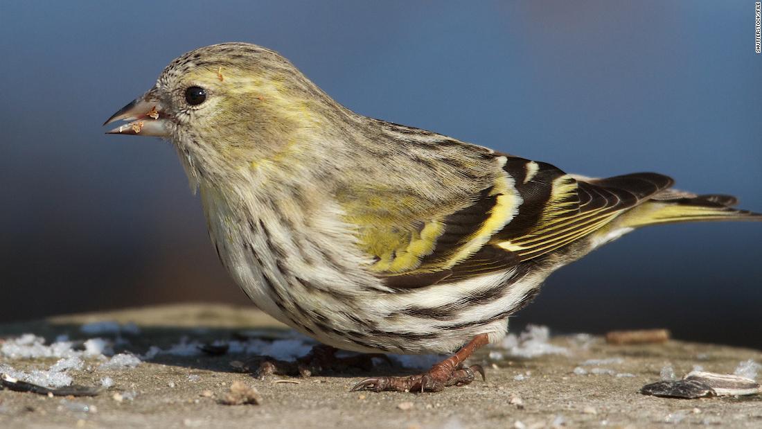 Cnn Co Jp 米８州でサルモネラの集団感染 野鳥が原因か 米ｃｄｃ