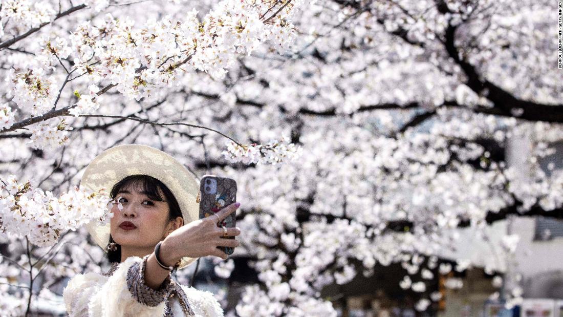 Cnn Co Jp 過去１２００年で最も早かった日本の桜 生態系脅かす気候変動の兆候と専門家 1 3