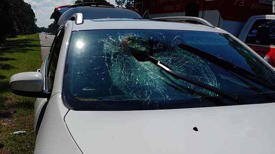 Cnn Co Jp カメがフロントガラス突き破る 乗車の女性が負傷 米フロリダ州