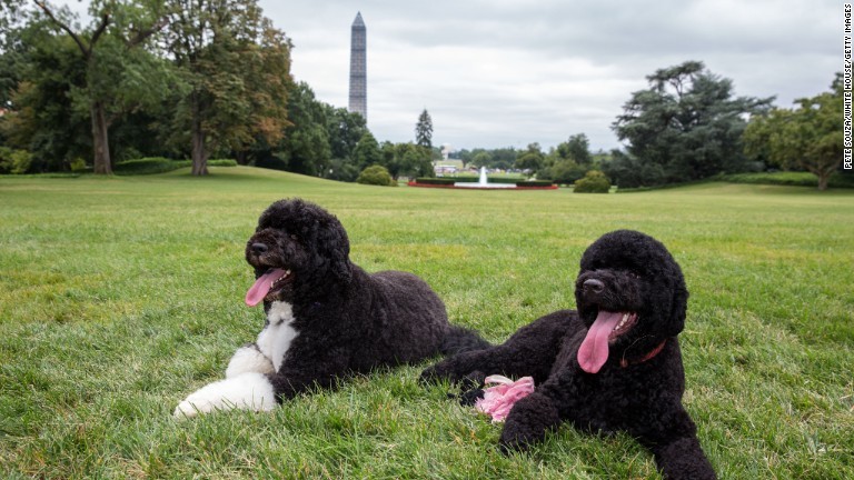 ホワイトハウスの芝生に寝そべるボーとサニー＝２０１３年８月/Pete Souza/White House/Getty Images