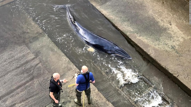 テムズ川に迷い込んだミンククジラが状態の悪化を受けて専門家により安楽死させられた/DAVID KORSAKS @dkfitldn/REUTERS