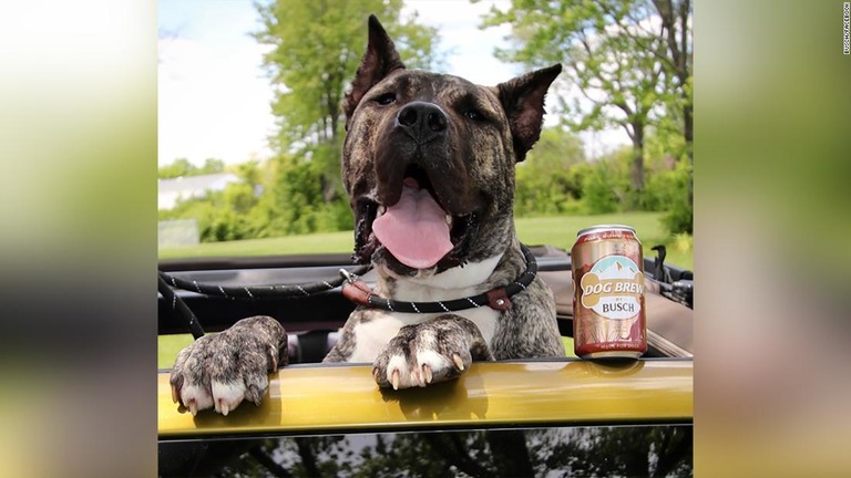 Cnn Co Jp ビールブランド ブッシュ 最高味見責任者を任命 犬用飲料の新製品で