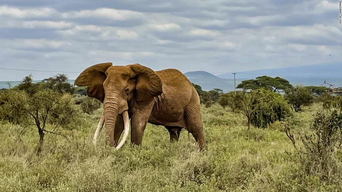 ケニアで初の試み 全５８カ所の国立公園で動物の「国勢調査」を実施(1/2) - CNN.co.jp