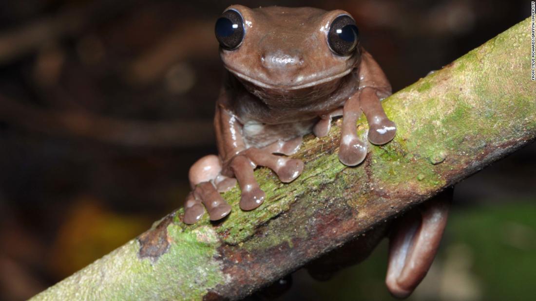 Cnn Co Jp チョコレート色のアマガエル ニューギニアの熱帯雨林で新種発見 1 2