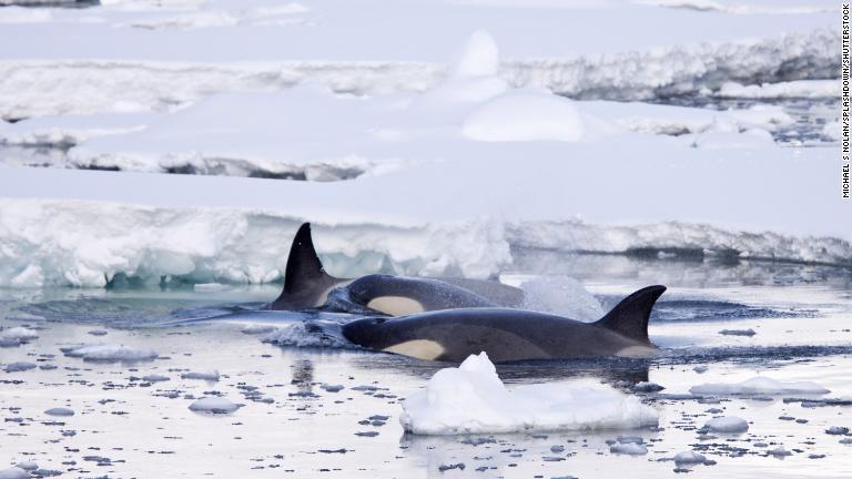 これらのアザラシにとって、水中で主な驚異となるのはシャチだ/Michael S Nolan/Splashdown/Shutterstock